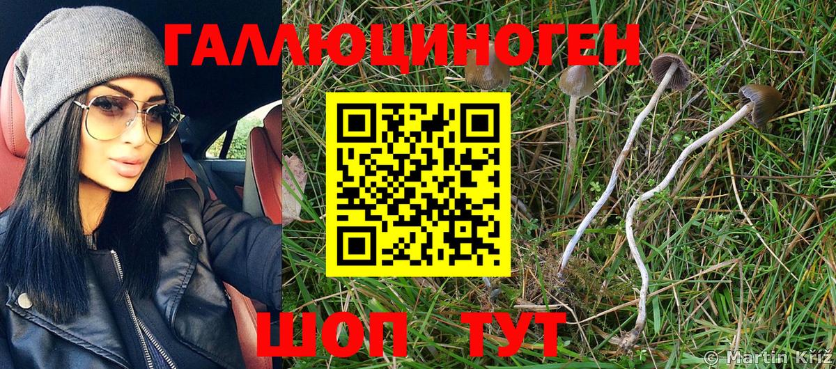 Галлюциногенные грибы Psilocybe Кандалакша
